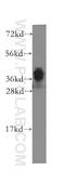NDRG Family Member 4 antibody, 12184-1-AP, Proteintech Group, Western Blot image 