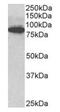 Outer Dense Fiber Of Sperm Tails 2 antibody, orb125122, Biorbyt, Western Blot image 