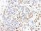 Splicing Factor 1 antibody, A303-213A, Bethyl Labs, Immunohistochemistry paraffin image 
