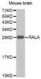 RAS Like Proto-Oncogene A antibody, abx000750, Abbexa, Western Blot image 