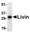 Baculoviral IAP Repeat Containing 7 antibody, LS-B456, Lifespan Biosciences, Western Blot image 