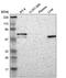 F-Box Protein 3 antibody, PA5-64886, Invitrogen Antibodies, Western Blot image 