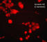 Annexin A2 antibody, AM2981, ECM Biosciences, Immunocytochemistry image 