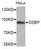 Elongator Complex Protein 1 antibody, orb373060, Biorbyt, Western Blot image 