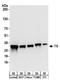 Thymidylate Synthetase antibody, A304-000A, Bethyl Labs, Western Blot image 