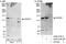 DExH-Box Helicase 30 antibody, A302-219A, Bethyl Labs, Immunoprecipitation image 