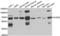 Poly(U)-binding-splicing factor PUF60 antibody, LS-C334895, Lifespan Biosciences, Western Blot image 
