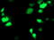 NudE Neurodevelopment Protein 1 Like 1 antibody, TA503313, Origene, Immunofluorescence image 