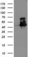 ETS Transcription Factor ELK3 antibody, TA503599, Origene, Western Blot image 