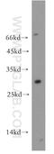 DR1 Associated Protein 1 antibody, 11020-1-AP, Proteintech Group, Western Blot image 
