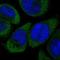 Gasdermin E antibody, HPA011326, Atlas Antibodies, Immunofluorescence image 
