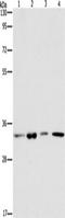 Actin Related Protein 2/3 Complex Subunit 2 antibody, TA350745, Origene, Western Blot image 