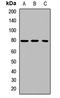 LHRHR antibody, LS-C667889, Lifespan Biosciences, Western Blot image 