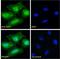 Iodothyronine Deiodinase 2 antibody, LS-C61730, Lifespan Biosciences, Immunofluorescence image 