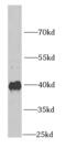 Immunoglobulin Binding Protein 1 antibody, FNab04167, FineTest, Western Blot image 