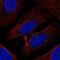 TXK Tyrosine Kinase antibody, PA5-66497, Invitrogen Antibodies, Immunofluorescence image 