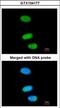 SRY-Box 13 antibody, GTX104177, GeneTex, Immunofluorescence image 