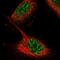 Zinc Finger Protein 551 antibody, PA5-65208, Invitrogen Antibodies, Immunofluorescence image 