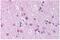 Claudin 11 antibody, ARP33628_P050, Aviva Systems Biology, Immunohistochemistry paraffin image 
