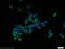 NADPH Oxidase 4 antibody, 14347-1-AP, Proteintech Group, Immunofluorescence image 