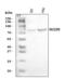 ERCC Excision Repair 3, TFIIH Core Complex Helicase Subunit antibody, A03103-2, Boster Biological Technology, Western Blot image 