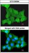 Zinc finger protein ZPR1 antibody, GTX109364, GeneTex, Immunocytochemistry image 