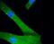 Mitogen-Activated Protein Kinase 8 antibody, NBP2-67302, Novus Biologicals, Immunocytochemistry image 