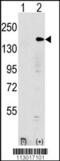 Histone-lysine N-methyltransferase EHMT1 antibody, 55-076, ProSci, Western Blot image 