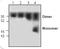 Bone Morphogenetic Protein 6 antibody, TA319118, Origene, Western Blot image 