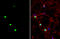 Myocyte-specific enhancer factor 2C antibody, GTX111134, GeneTex, Immunocytochemistry image 