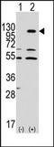 Ephrin type-A receptor 7 antibody, AP14289PU-N, Origene, Western Blot image 