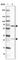 MIS18 Kinetochore Protein A antibody, HPA020585, Atlas Antibodies, Western Blot image 