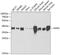 NSF Attachment Protein Gamma antibody, GTX54561, GeneTex, Western Blot image 