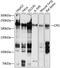 Carboxypeptidase D antibody, 13-501, ProSci, Western Blot image 