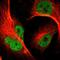 Tumor Protein P63 antibody, HPA007010, Atlas Antibodies, Immunofluorescence image 