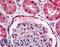 Golgi pH regulator antibody, LS-A1730, Lifespan Biosciences, Immunohistochemistry frozen image 