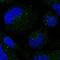 Small Integral Membrane Protein 3 antibody, NBP2-57947, Novus Biologicals, Immunofluorescence image 