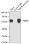 FKBP Prolyl Isomerase 8 antibody, GTX32606, GeneTex, Immunoprecipitation image 