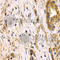 Clusterin antibody, A1472, ABclonal Technology, Immunohistochemistry paraffin image 