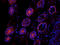 Eukaryotic translation initiation factor 4E type 1B antibody, orb13390, Biorbyt, Immunocytochemistry image 
