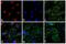 Rabbit IgG antibody, T-2767, Invitrogen Antibodies, Immunofluorescence image 