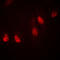 Ribosomal Protein L36 antibody, LS-C353377, Lifespan Biosciences, Immunofluorescence image 