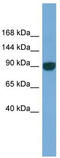Unc-45 Myosin Chaperone A antibody, TA335988, Origene, Western Blot image 