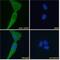 Ubiquitin Specific Peptidase 6 antibody, NBP2-76350, Novus Biologicals, Immunofluorescence image 