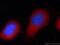 Zyxin antibody, 60254-1-Ig, Proteintech Group, Immunofluorescence image 