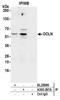 Occludin antibody, A305-297A, Bethyl Labs, Immunoprecipitation image 