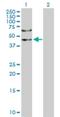 Ceramide Synthase 2 antibody, H00029956-D01P, Novus Biologicals, Western Blot image 