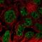 Uncharacterized protein C17orf51 antibody, PA5-62552, Invitrogen Antibodies, Immunofluorescence image 