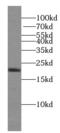 Interleukin 9 antibody, FNab04287, FineTest, Western Blot image 
