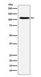 Histone Cell Cycle Regulator antibody, M03101, Boster Biological Technology, Western Blot image 